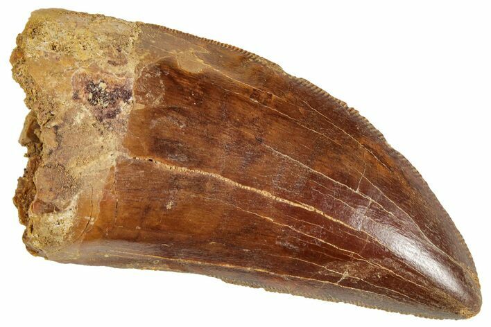 Serrated, Carcharodontosaurus Tooth - Real Dinosaur Tooth #241367